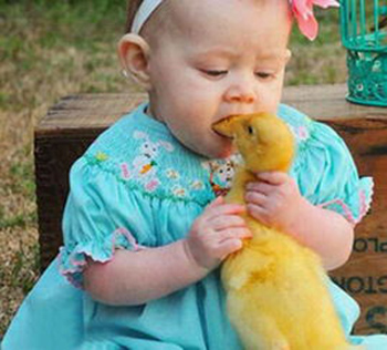 我只是想和小鸭接个吻