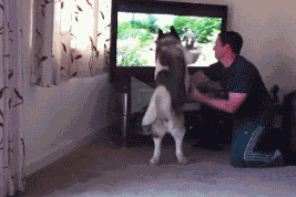 狗狗太激动，想跟电视里的熊决斗