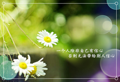 励志文字的小雏菊图片，惹人怜爱的菊花素材