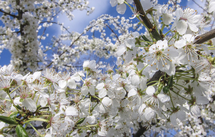 春天赏樱花图片，高清的白色樱花图片集