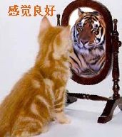 小猫在镜子里变老虎，感觉真好