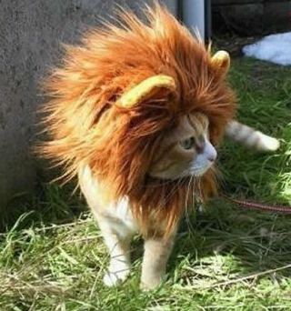 我不想做猫，戴上假发变狮子