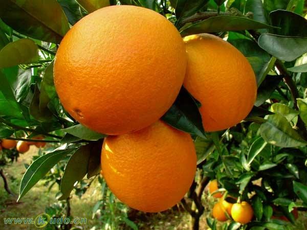 超新鲜的橙子