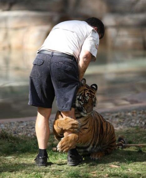 老虎抱着大腿，不让离开