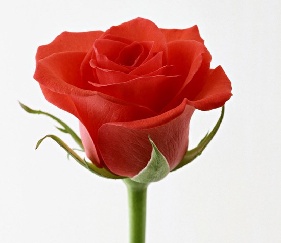 一朵鲜红的玫瑰花